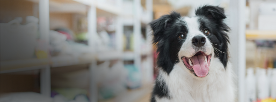 A Pet Supply Distribution Center in Ottawa, Illinois Adds a High-Volume Purification System