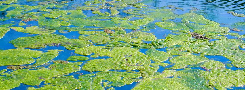 Algae